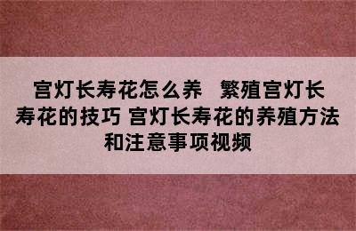 宫灯长寿花怎么养   繁殖宫灯长寿花的技巧 宫灯长寿花的养殖方法和注意事项视频